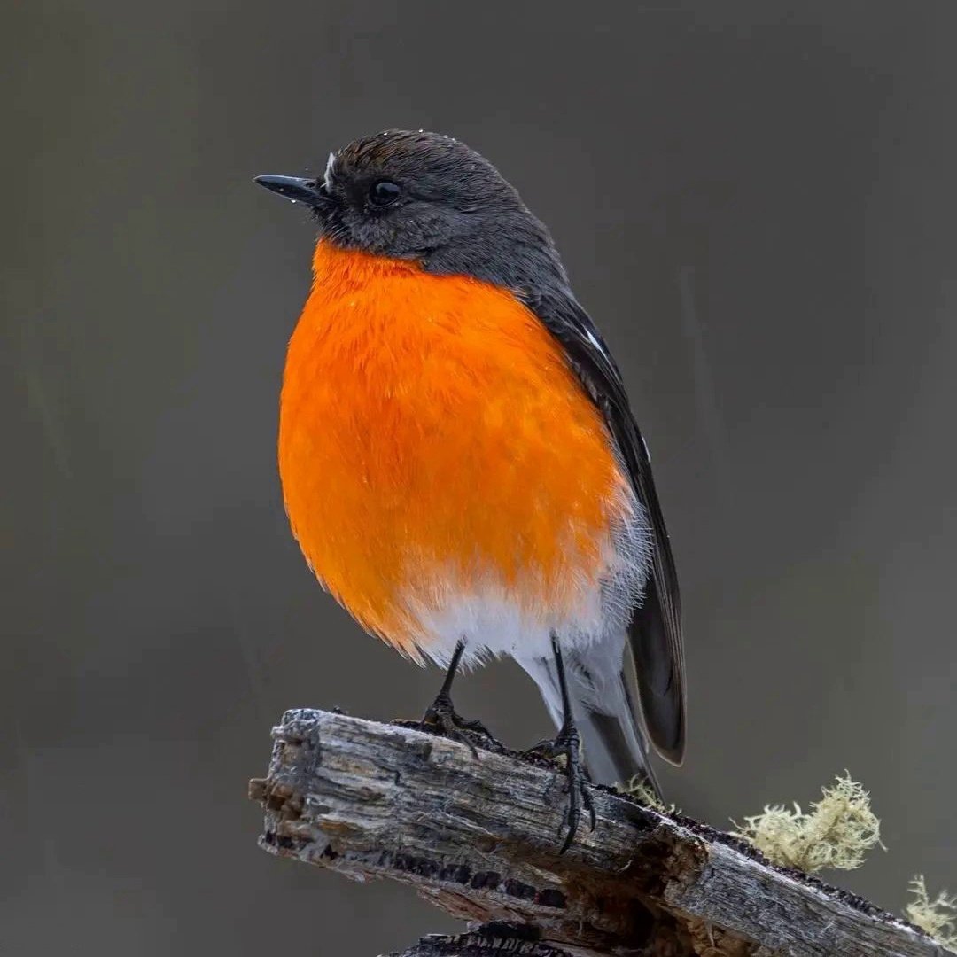 Петроика птица