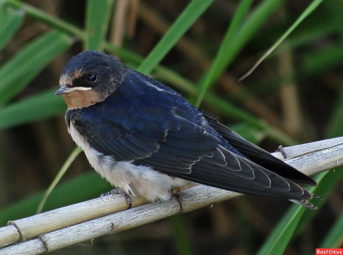 Птица ЛОР В Армении