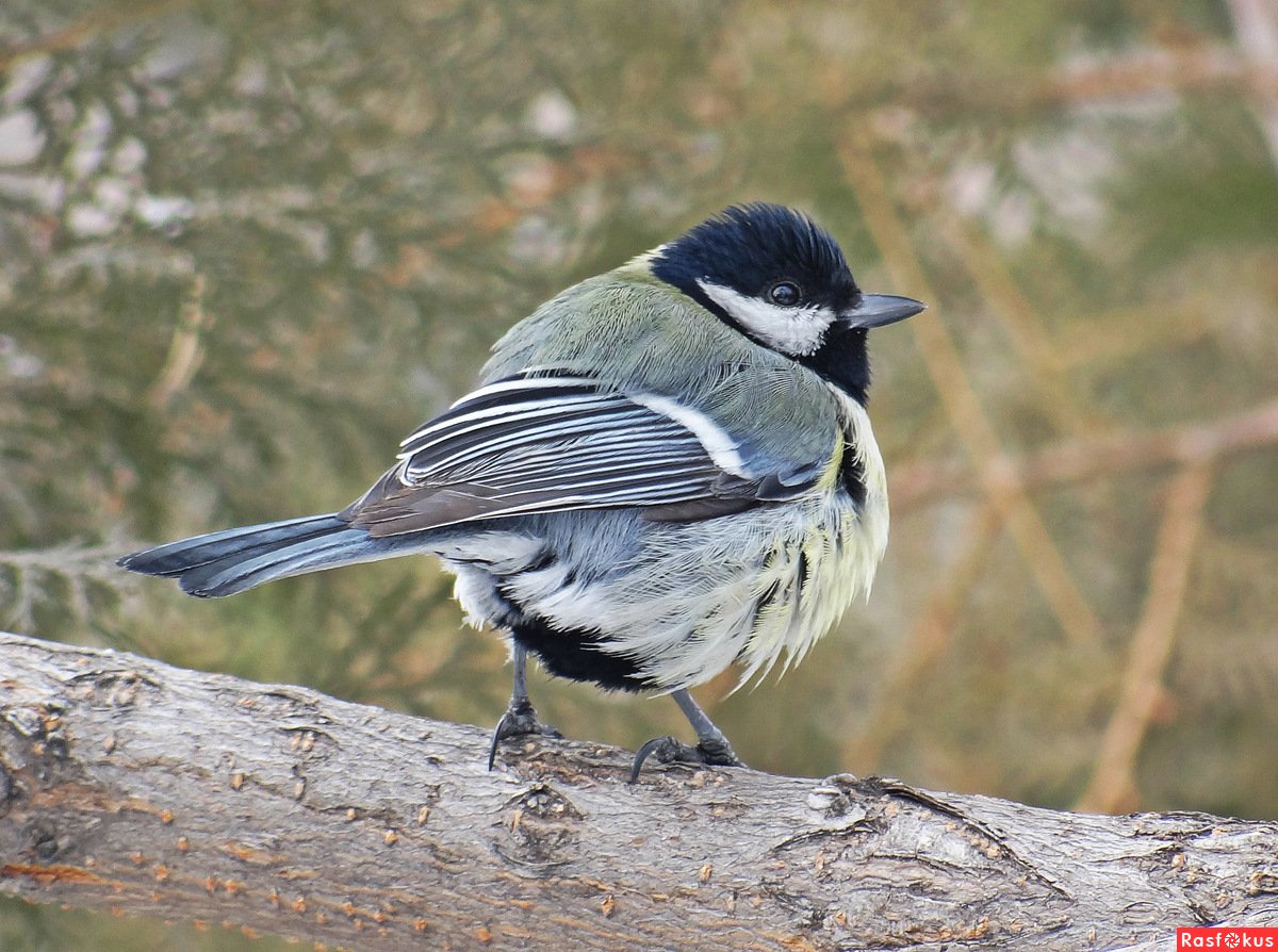 Птицы Армении