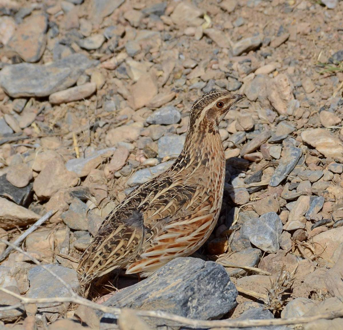 Птицы горного Узбекистана