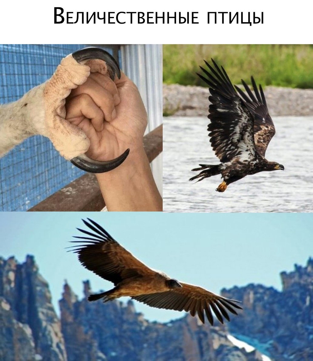 Хищные птицы Армении