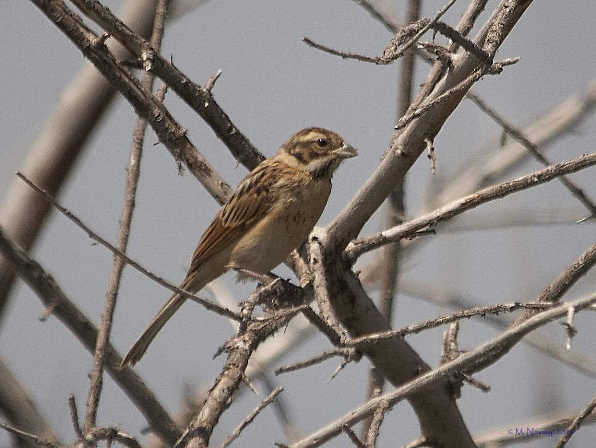 Птицы Армении