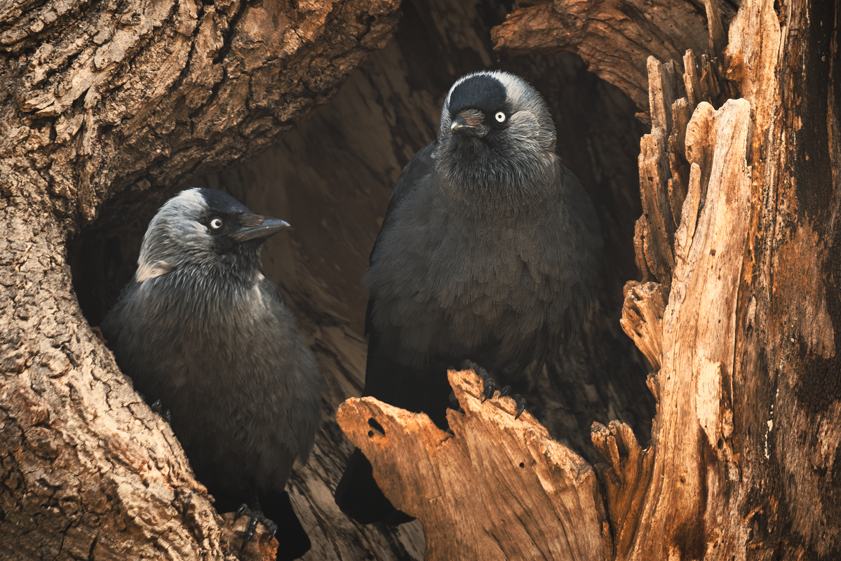 Галка Московская