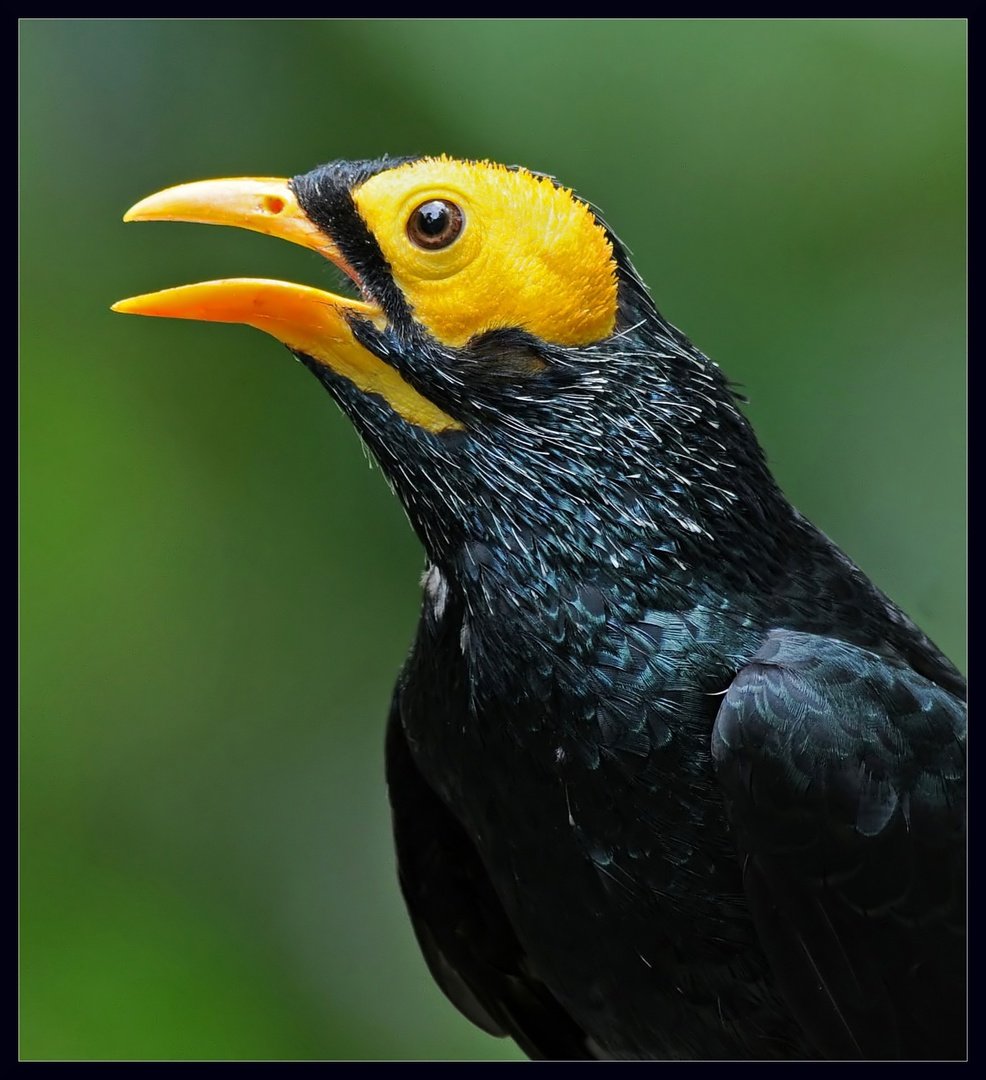 Желтолицый человек