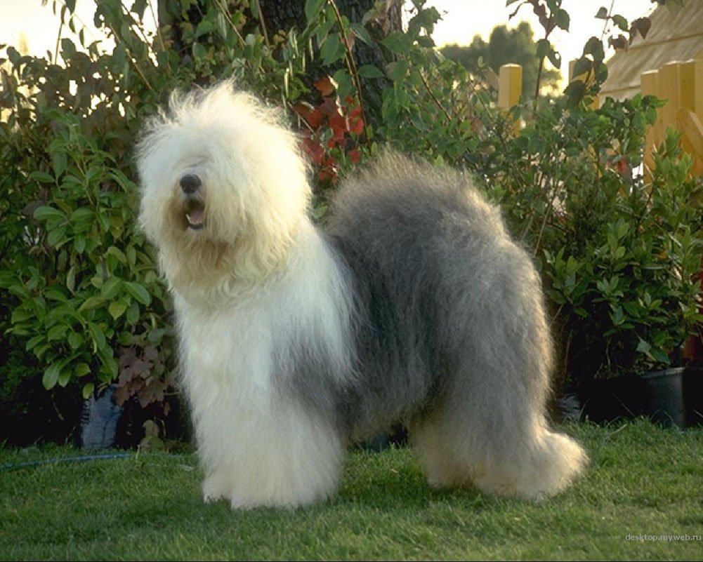 Староанглийская овчарка бобтейл