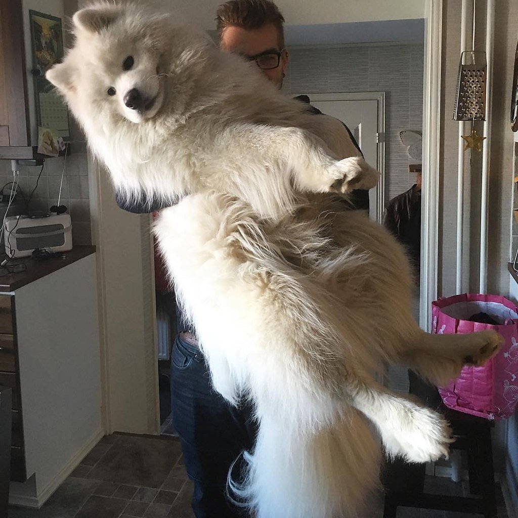 Мохнатое чудо для детей