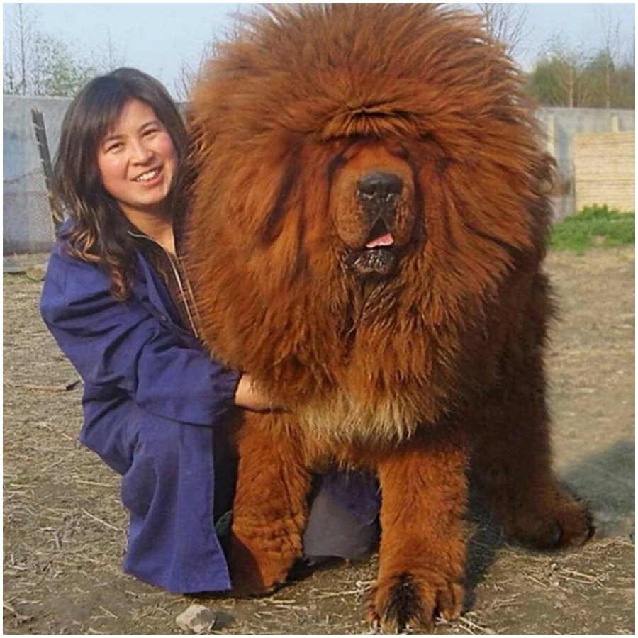 Тибетский мастиффс человеком