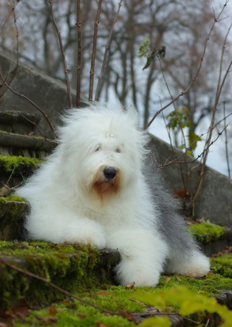 Староанглийская овчарка бобтейл