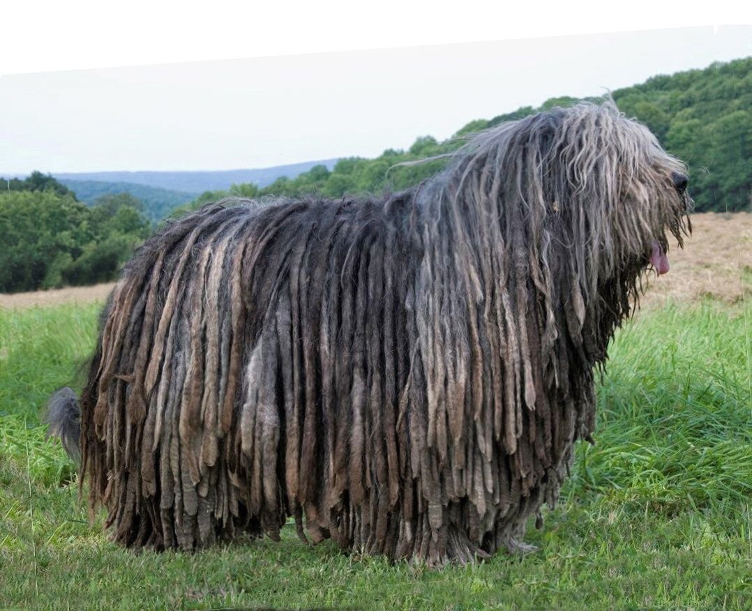 Бергамская овчарка Командор