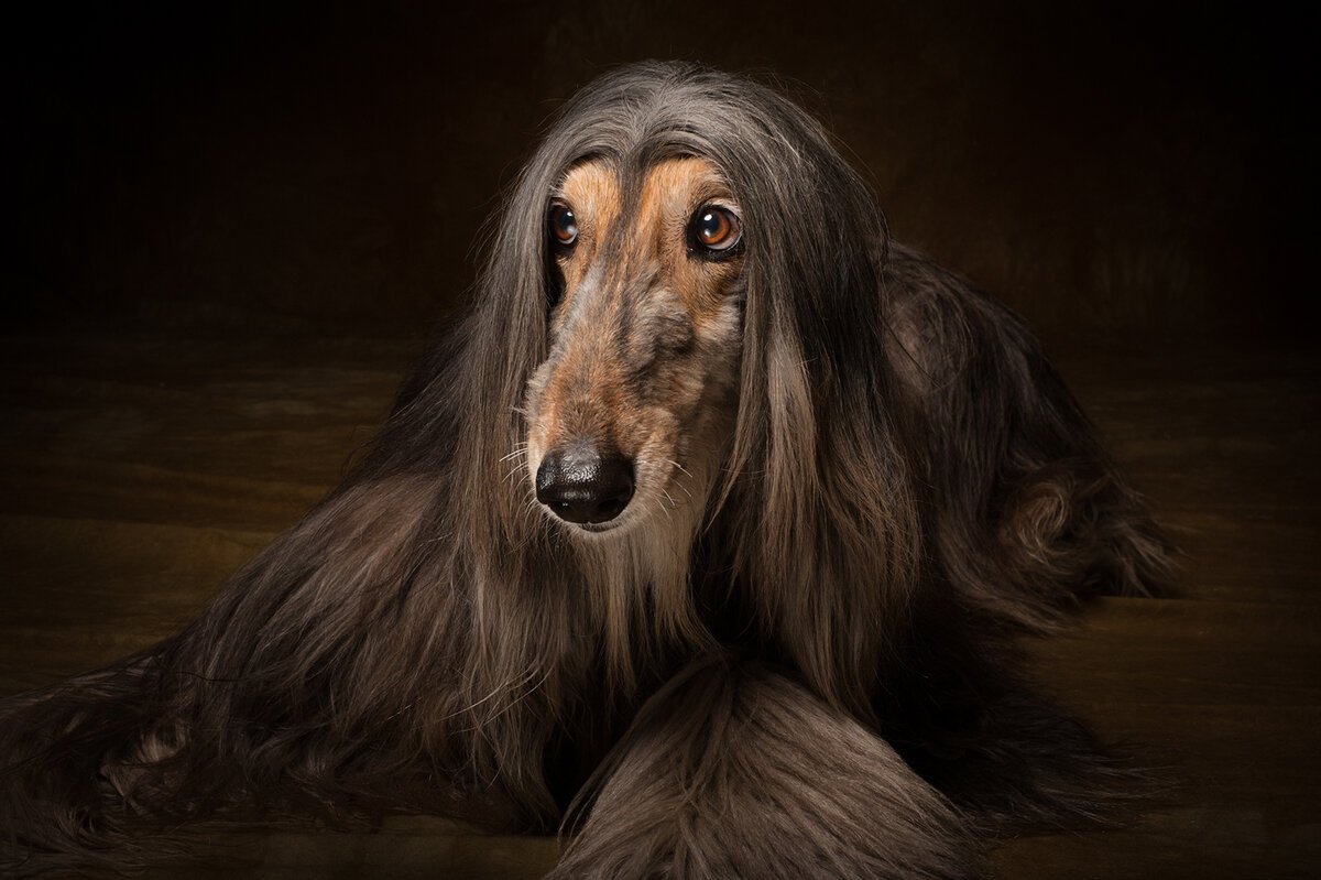 Афганская борзая Борзые собаки