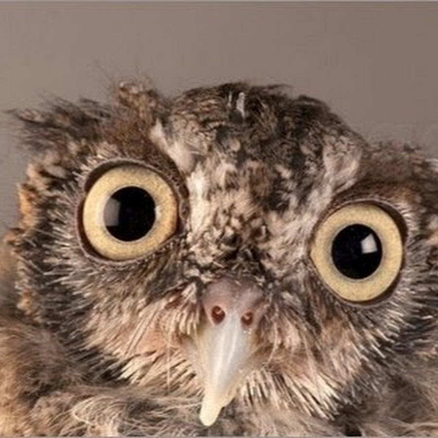 Сова с выпученными глазами