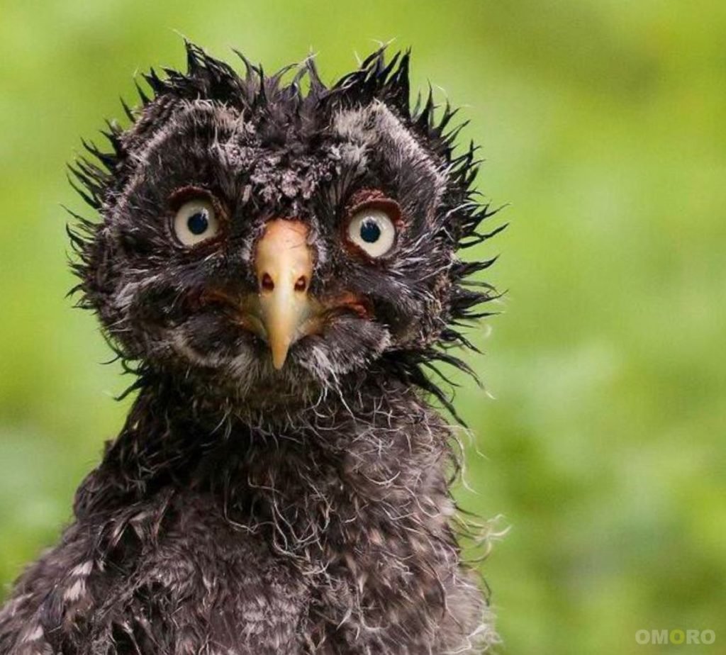 Рано встает Жаворонок поздно ложится Сова а я