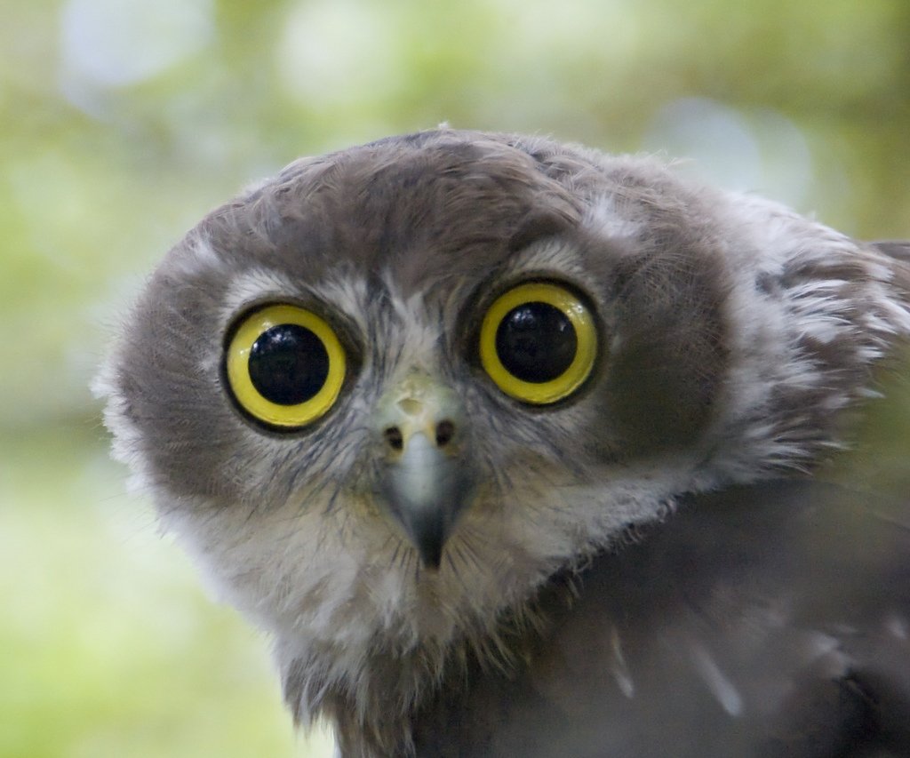 Удивленная Сова