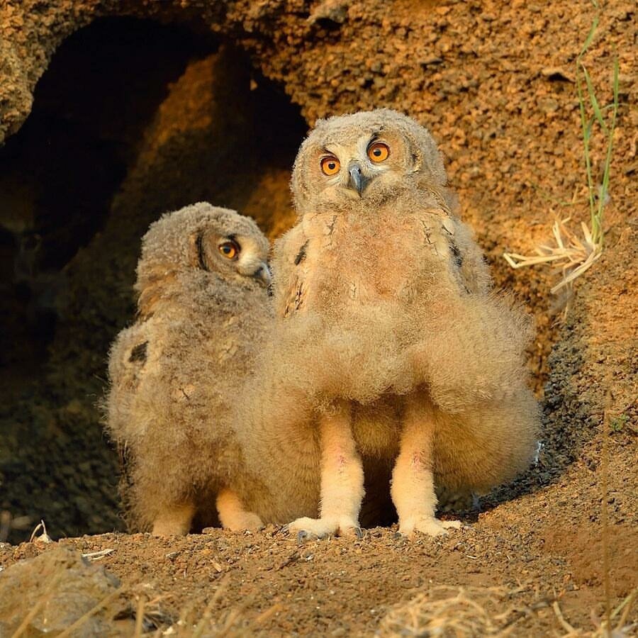 Филин Сыч сипуха