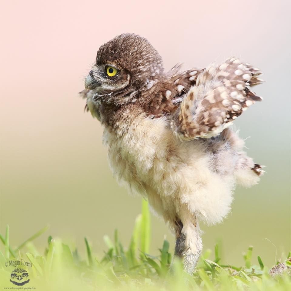 Совята пуховички