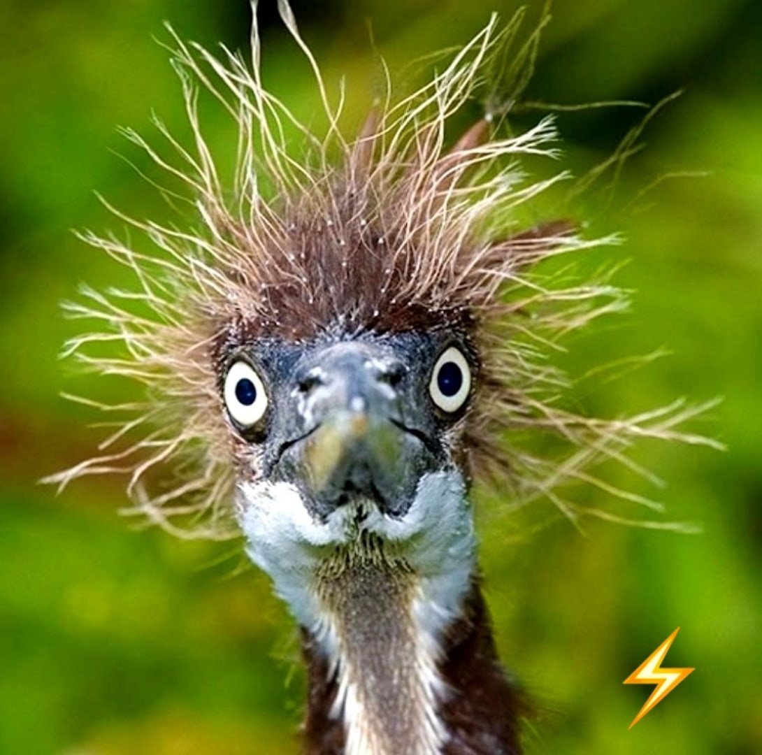 Смешные птицы