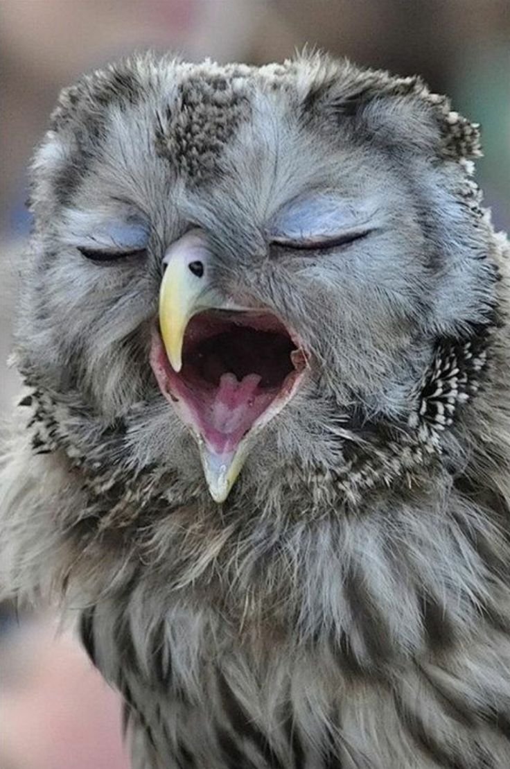 Смешные Совы