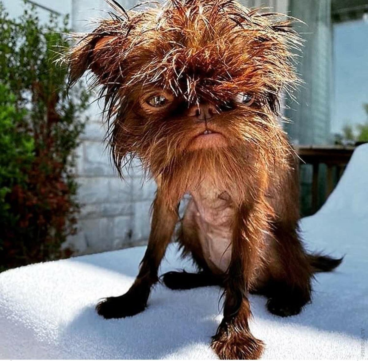 Лохматые животные