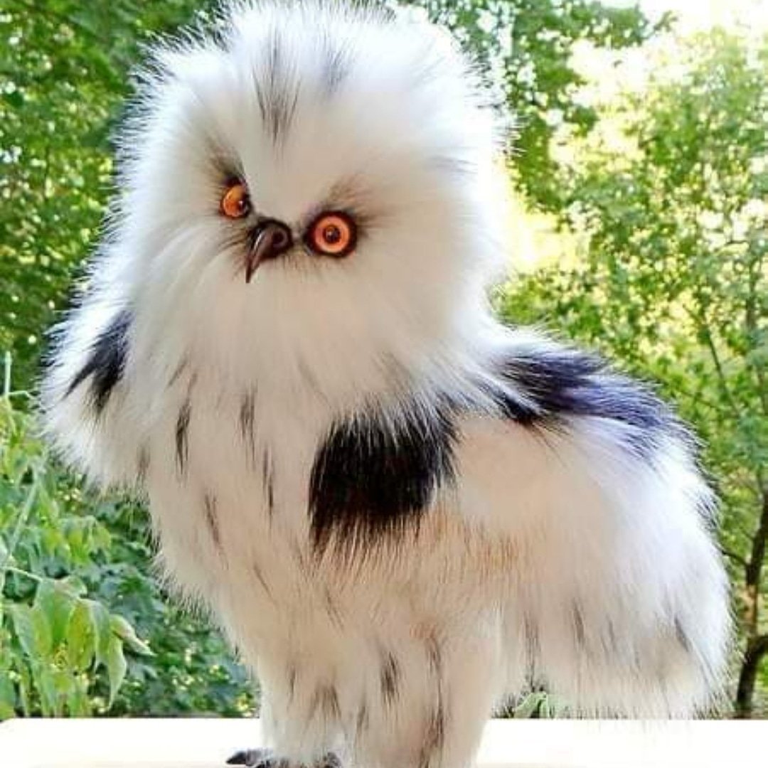 Милая птица