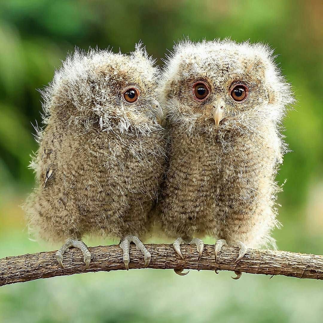 Птенец Совы Сыч