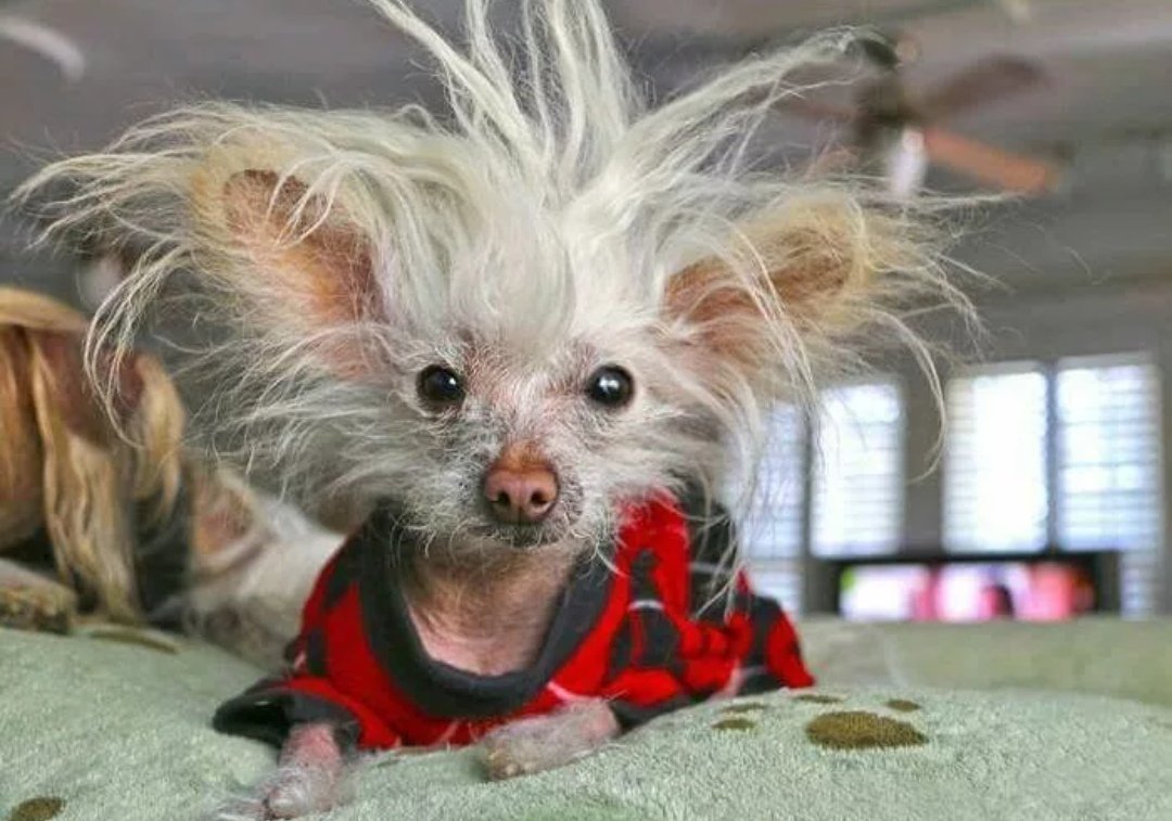 Взъерошенная собака