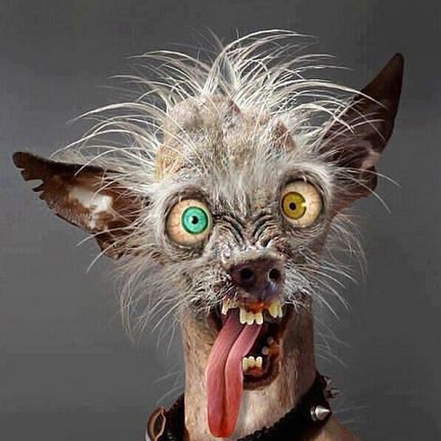 Безудержный смех фото