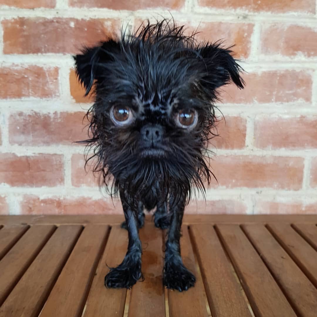 Порода собак гриффон Чубакка