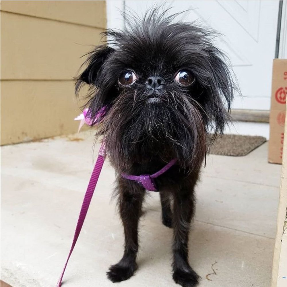 Аффенпинчер пинчер