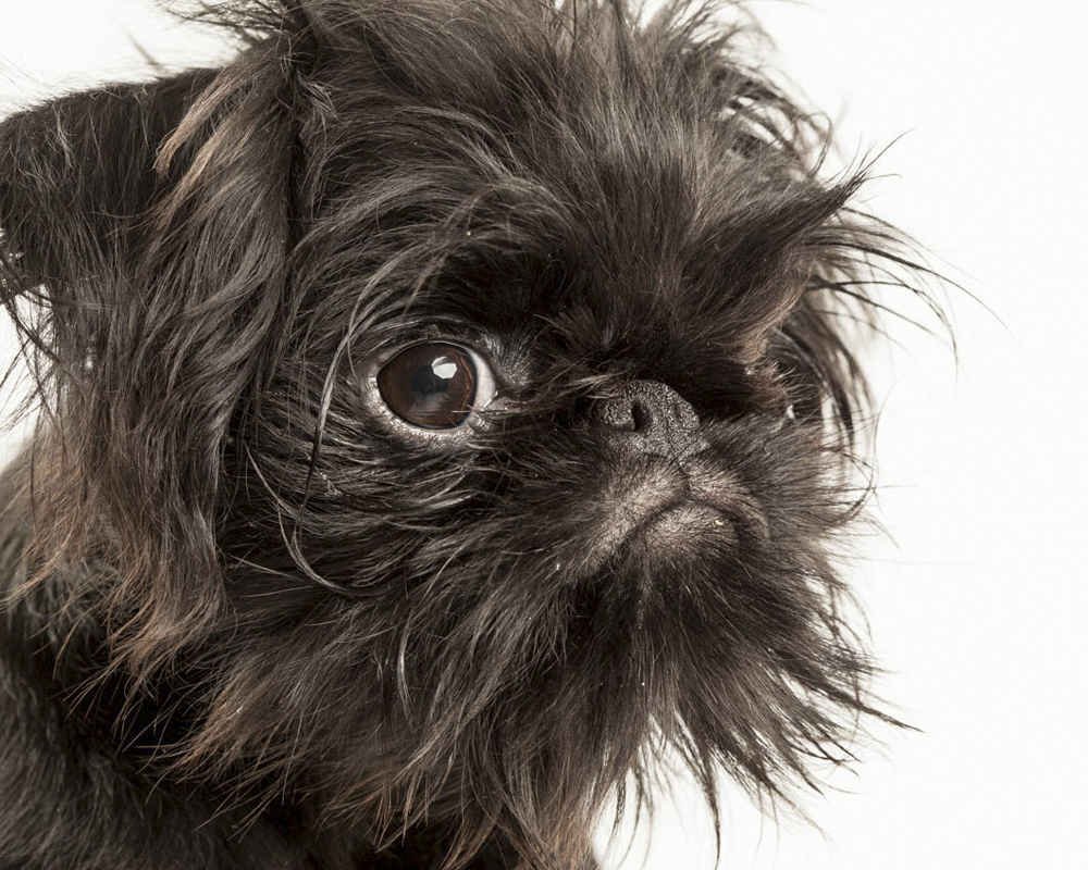 Грифон брюссельская собака