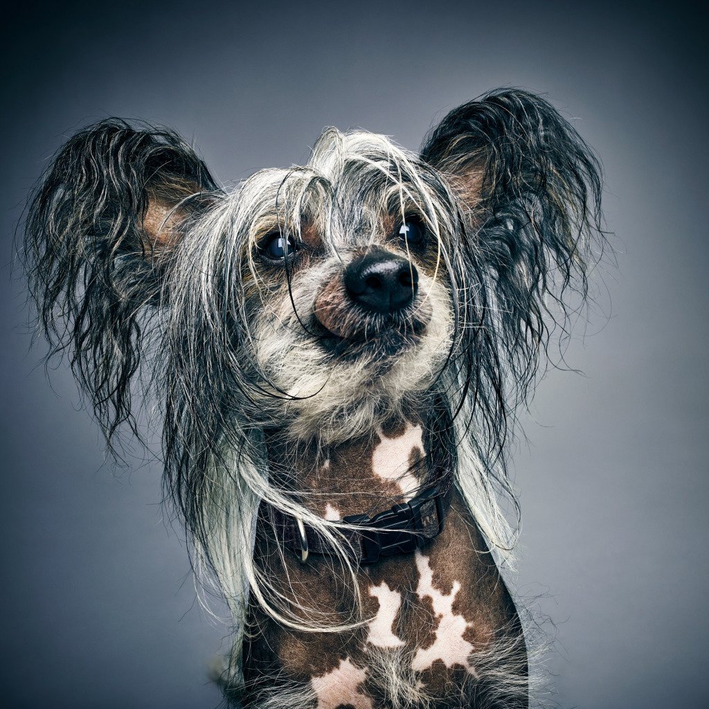 Китайская хохлатая лохматая