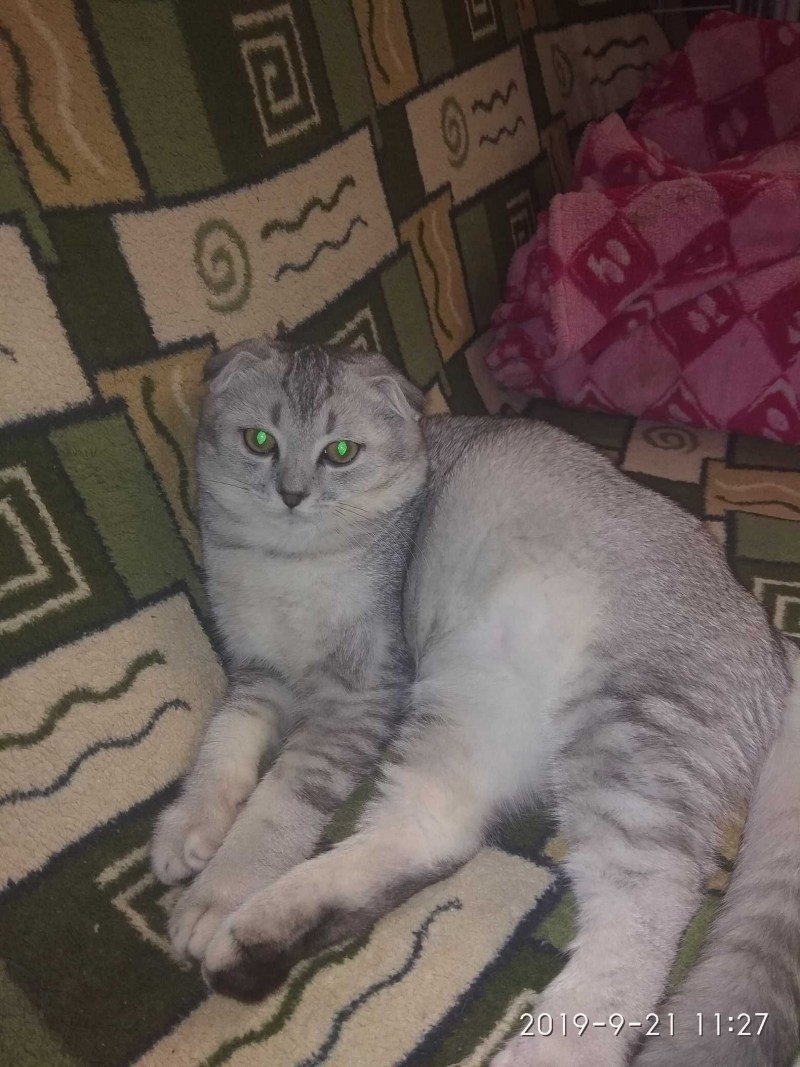 Шотландский вислоухий шиншилла Донецкая область