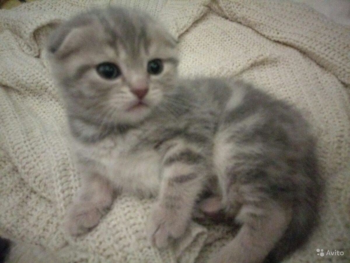 Помесь Лесной кошки и вислоухой