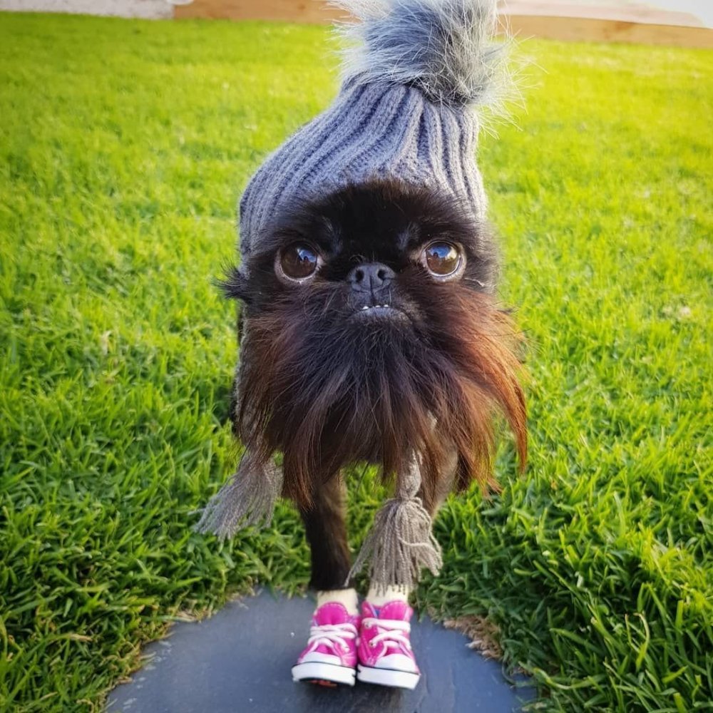 Бельгийский гриффон