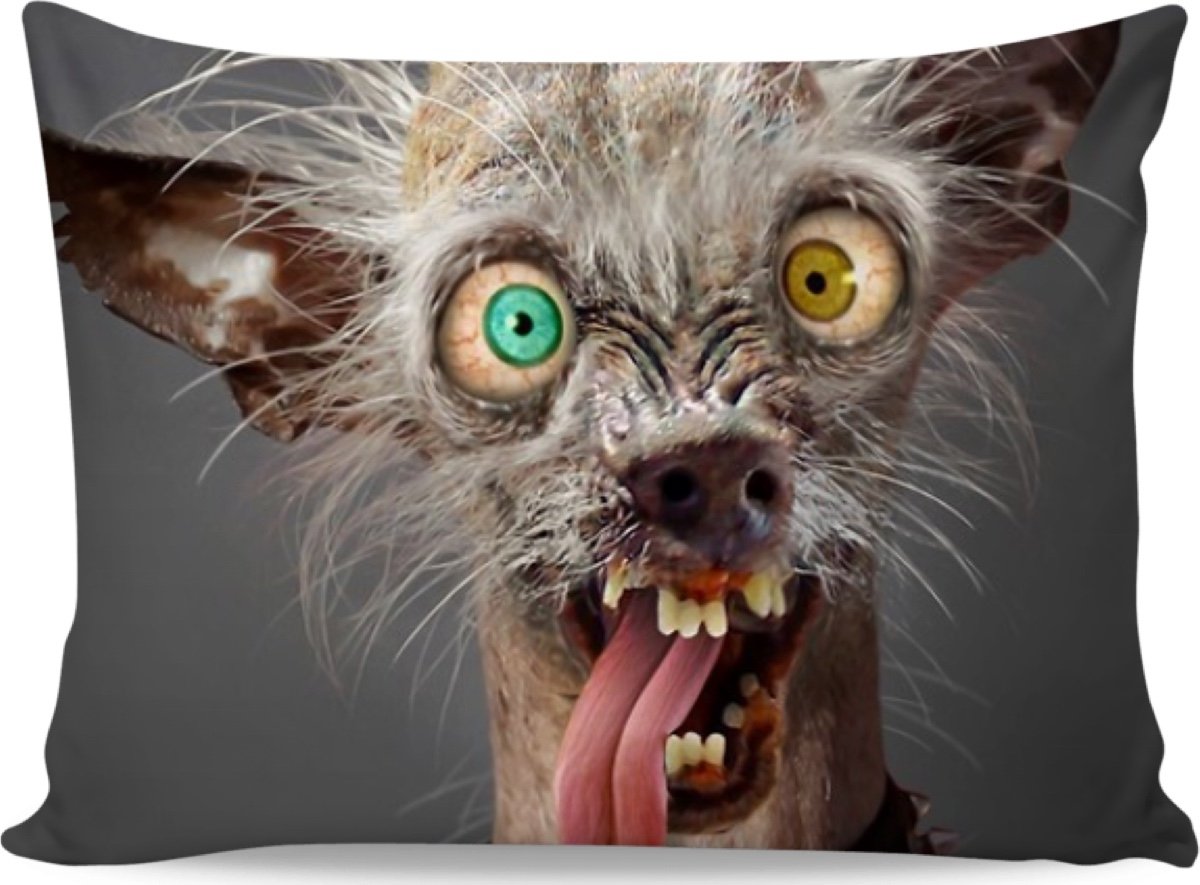 Чокнутые животные