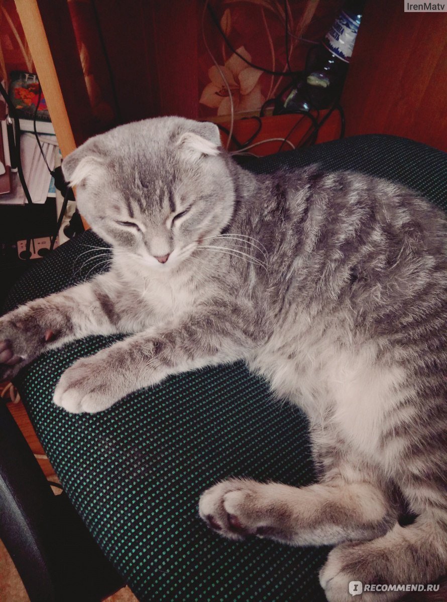 Шотландская вислоухая кошка метис