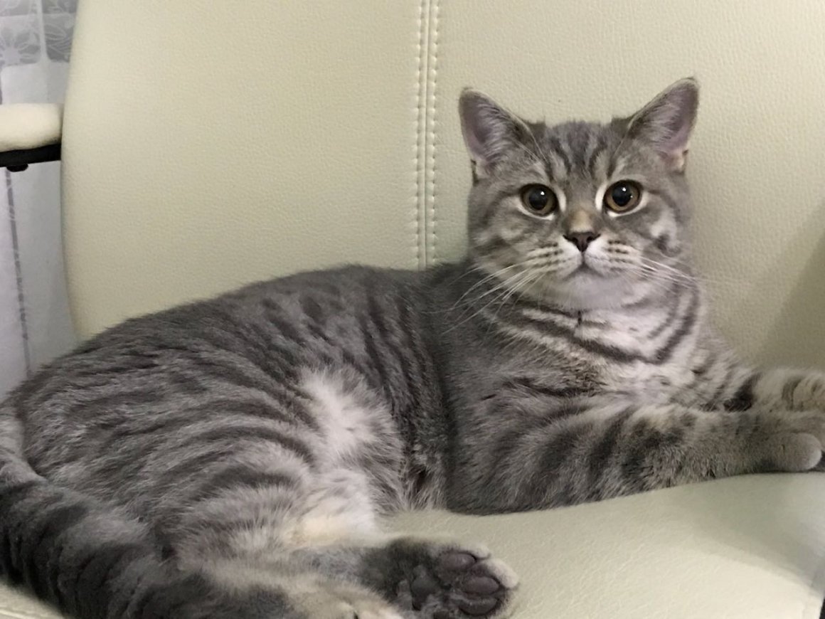 Шотландская кошка прямоухая метис