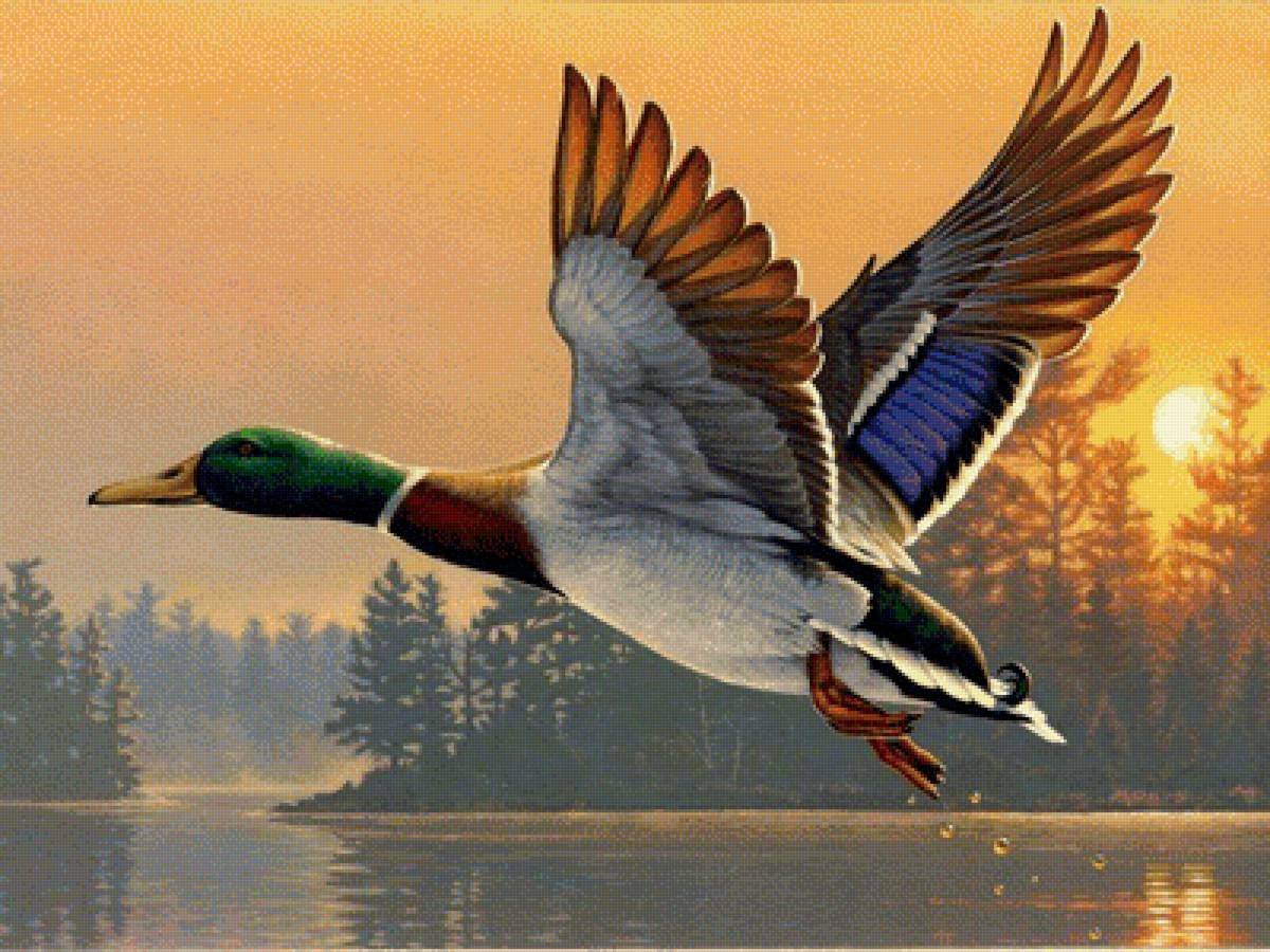 Утки в полёте