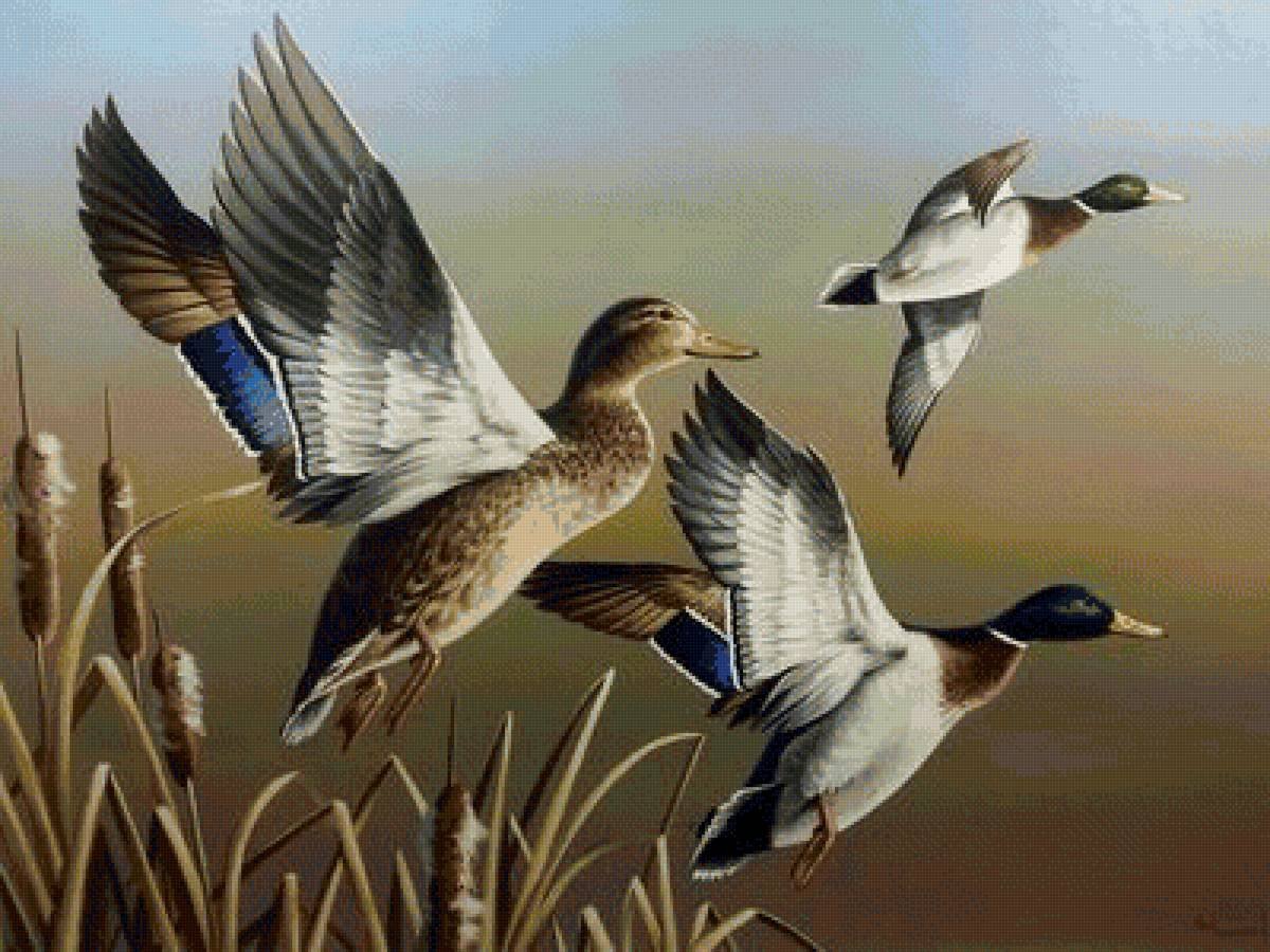 Утки в камышах