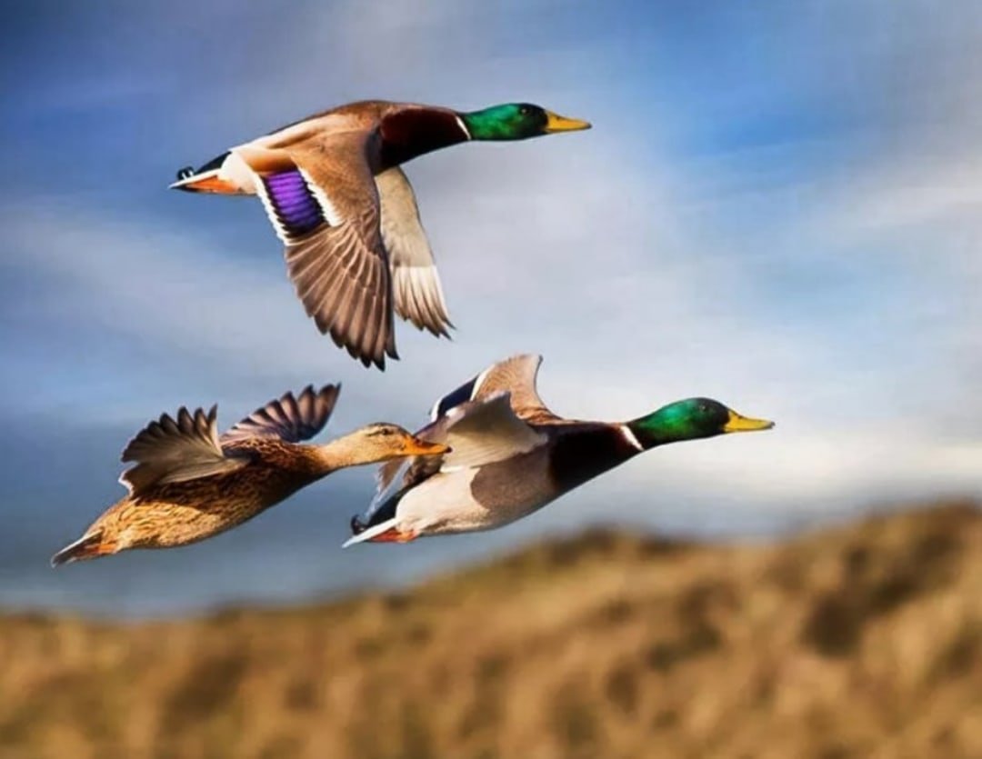 Утка кряква в полете