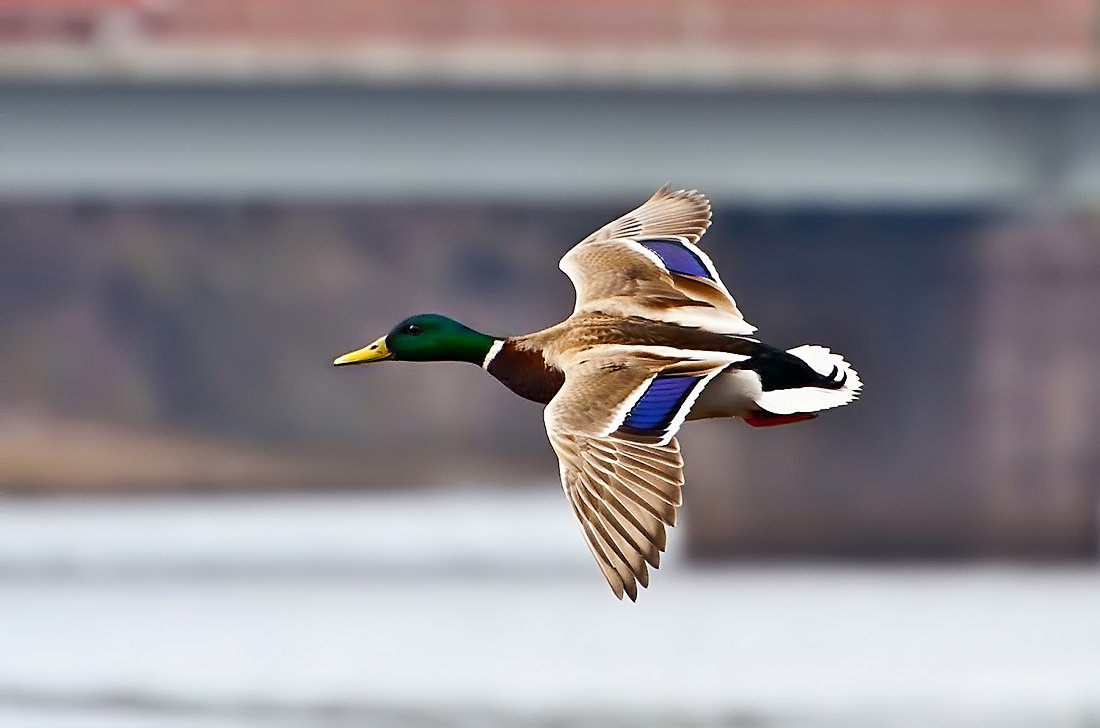 Утка кряква в полете