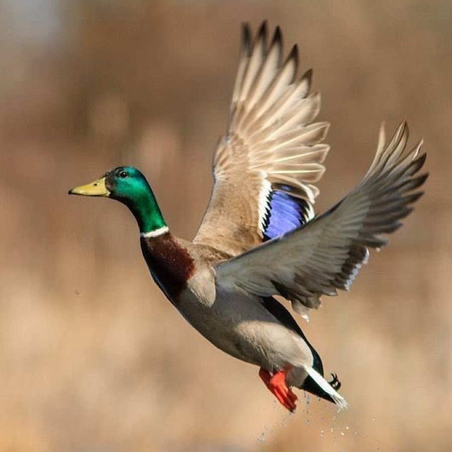 Селезень взлетает