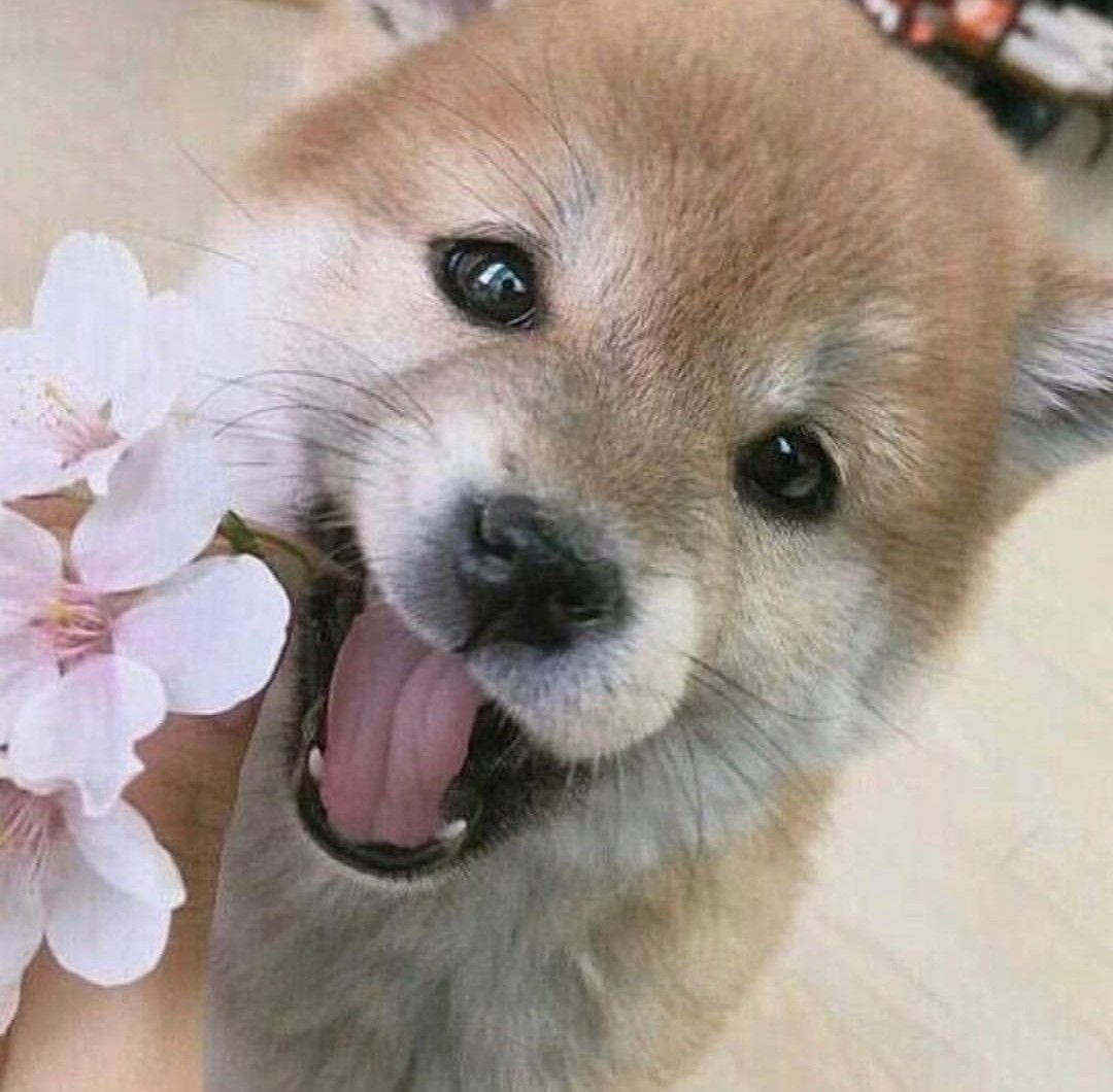 Сиба ину Нита