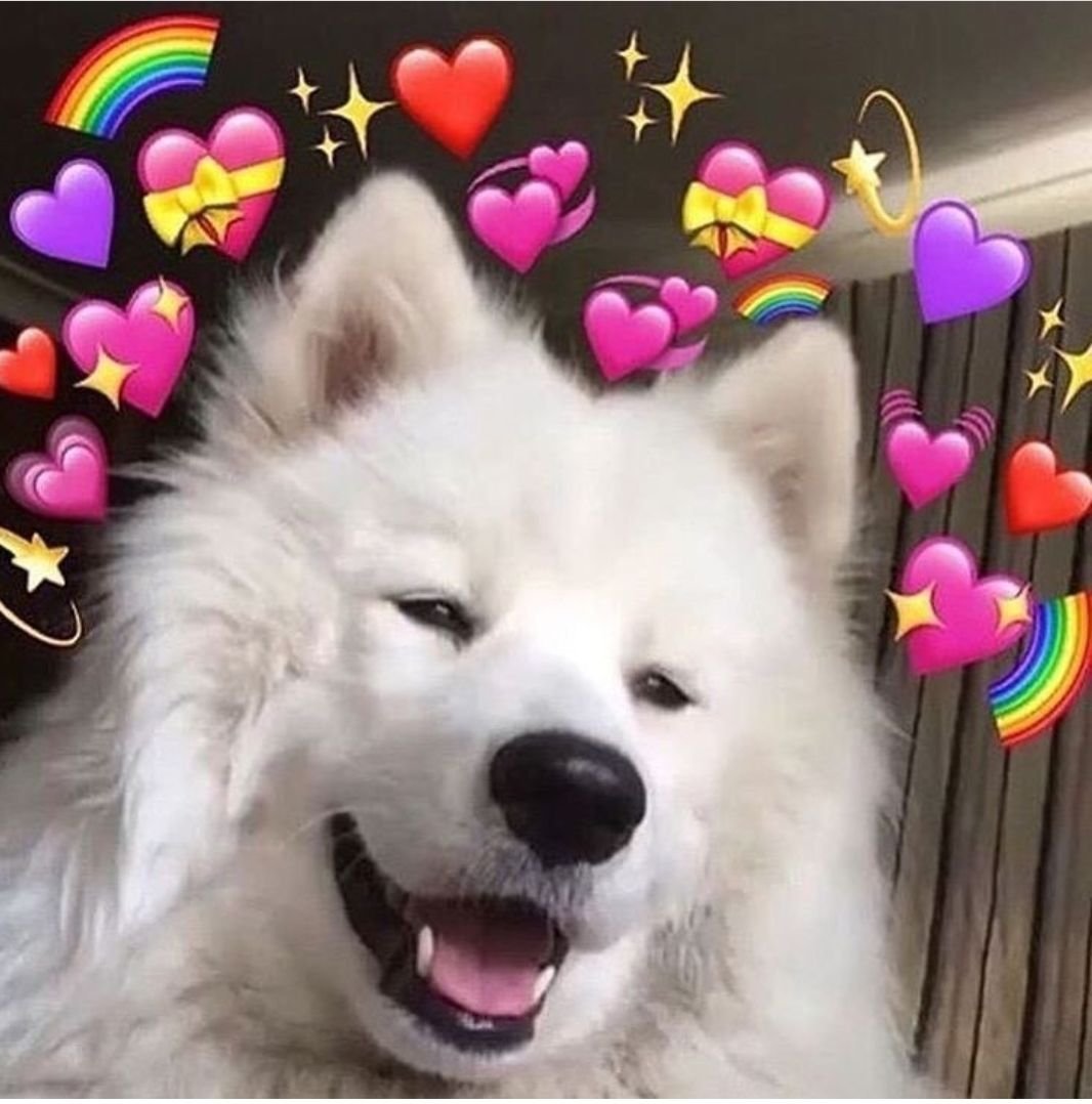 Хаски лайка самоед