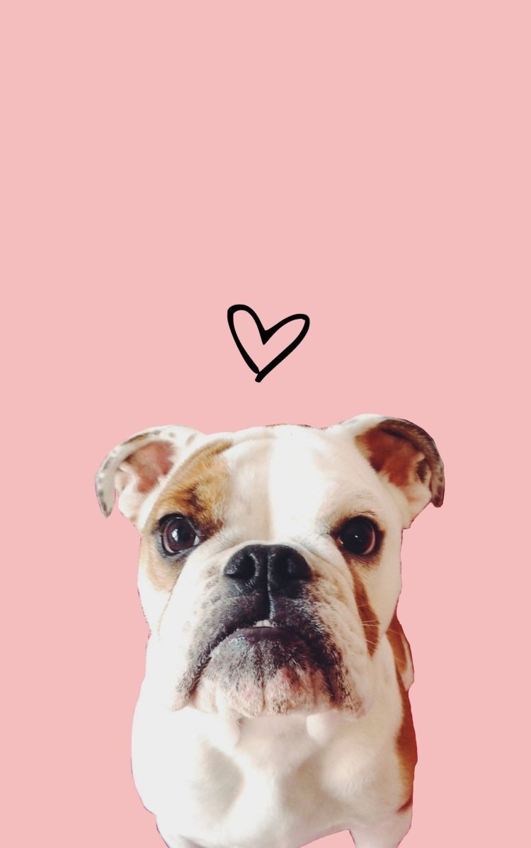 Фон для телефона собаки