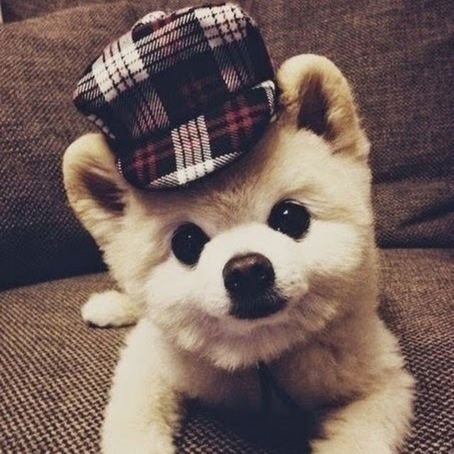 Японская порода собак Шунсуке