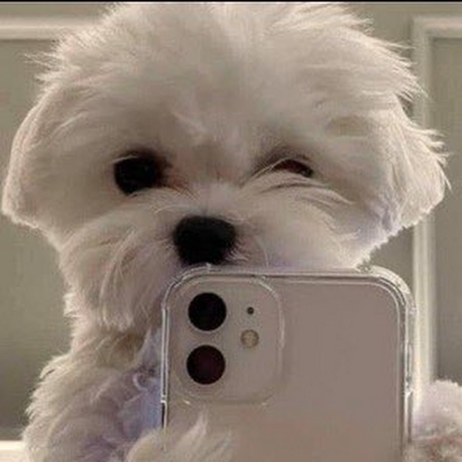 Собака с айфоном