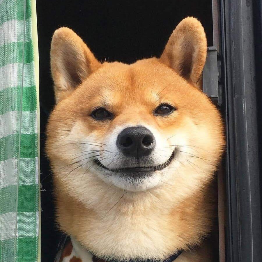 Собака-улыбака порода сиба-ину