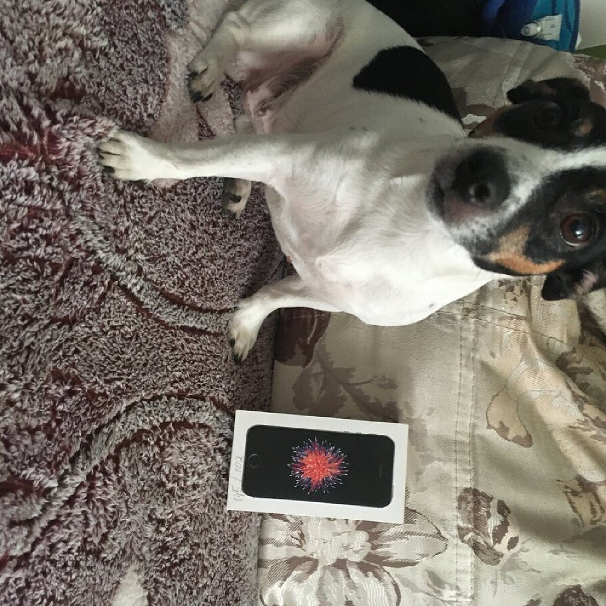 Джек Рассел с бровями