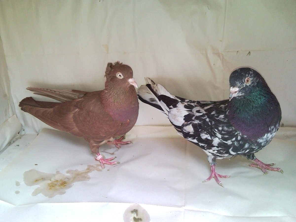 Бойные голуби Чили