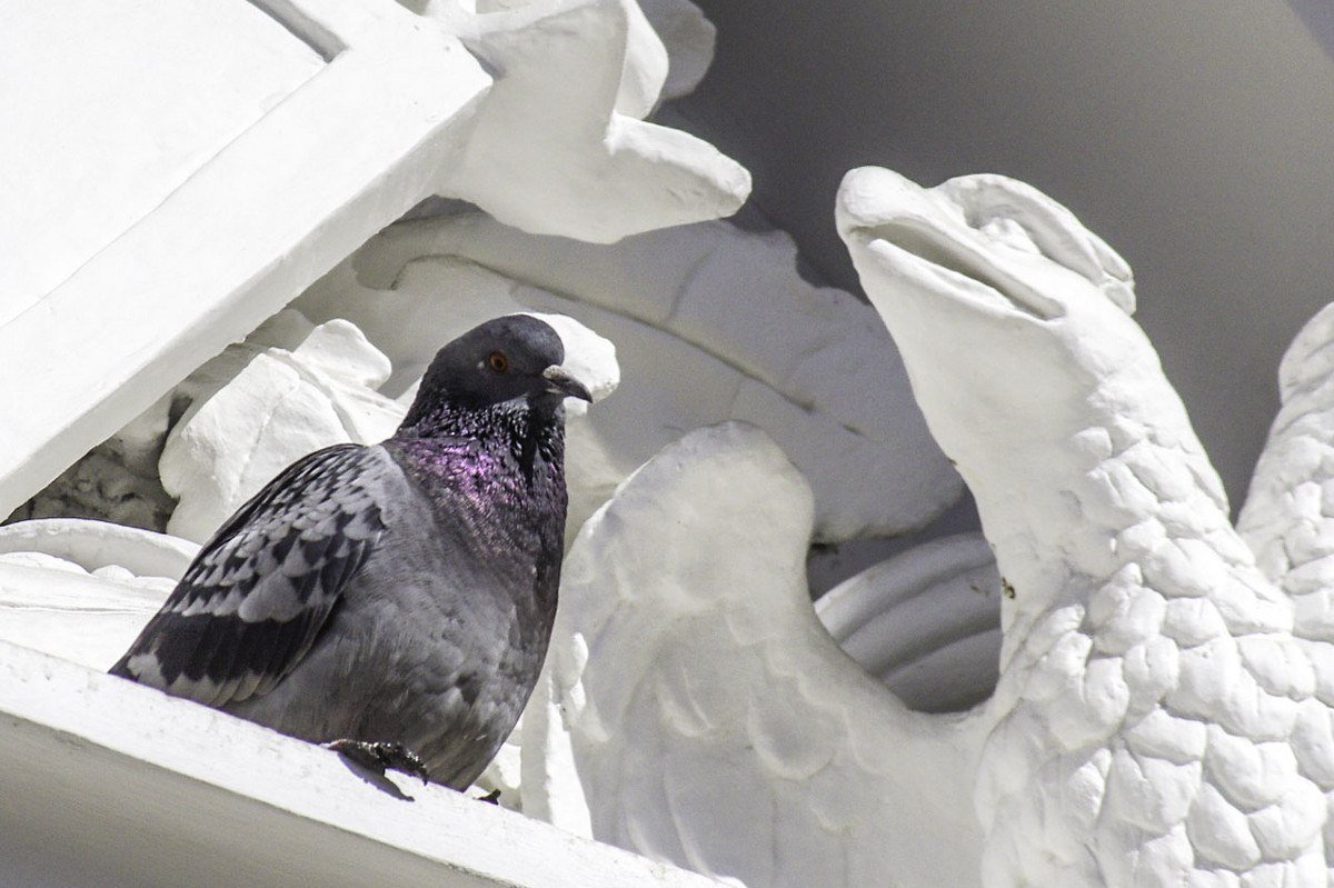 Орел и голубь